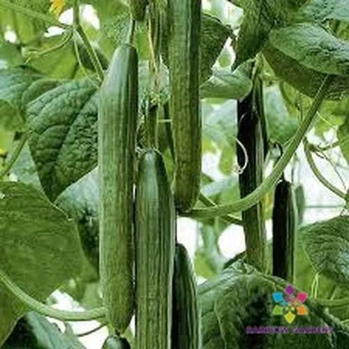 Tyria Cucumber Seeds 25 Pack - Heirloom Cucumis sativus for Home Gardens, Non-GMO, Full Sun, Vining, USA Grown