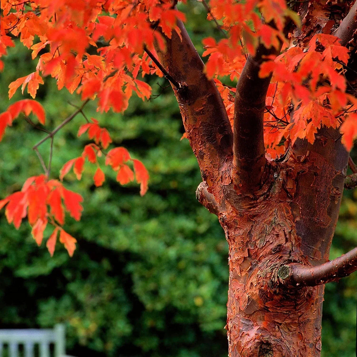 Paperbark Maple Tree Seeds - Stunning Peeling Cinnamon Bark, Acer griseum, Easy to Grow, Vibrant Foliage for Your Garden