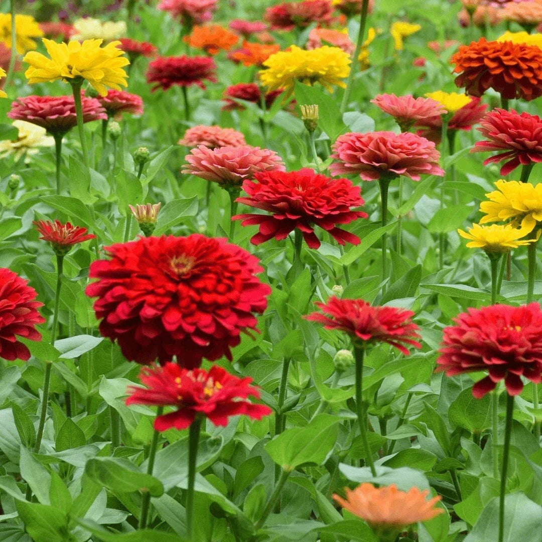 Zinnia Seeds - 200+ Mixed Color Variety for Vibrant Flower Gardens - Zinnia elegans - Annual, Easy to Grow, Butterfly Attracting