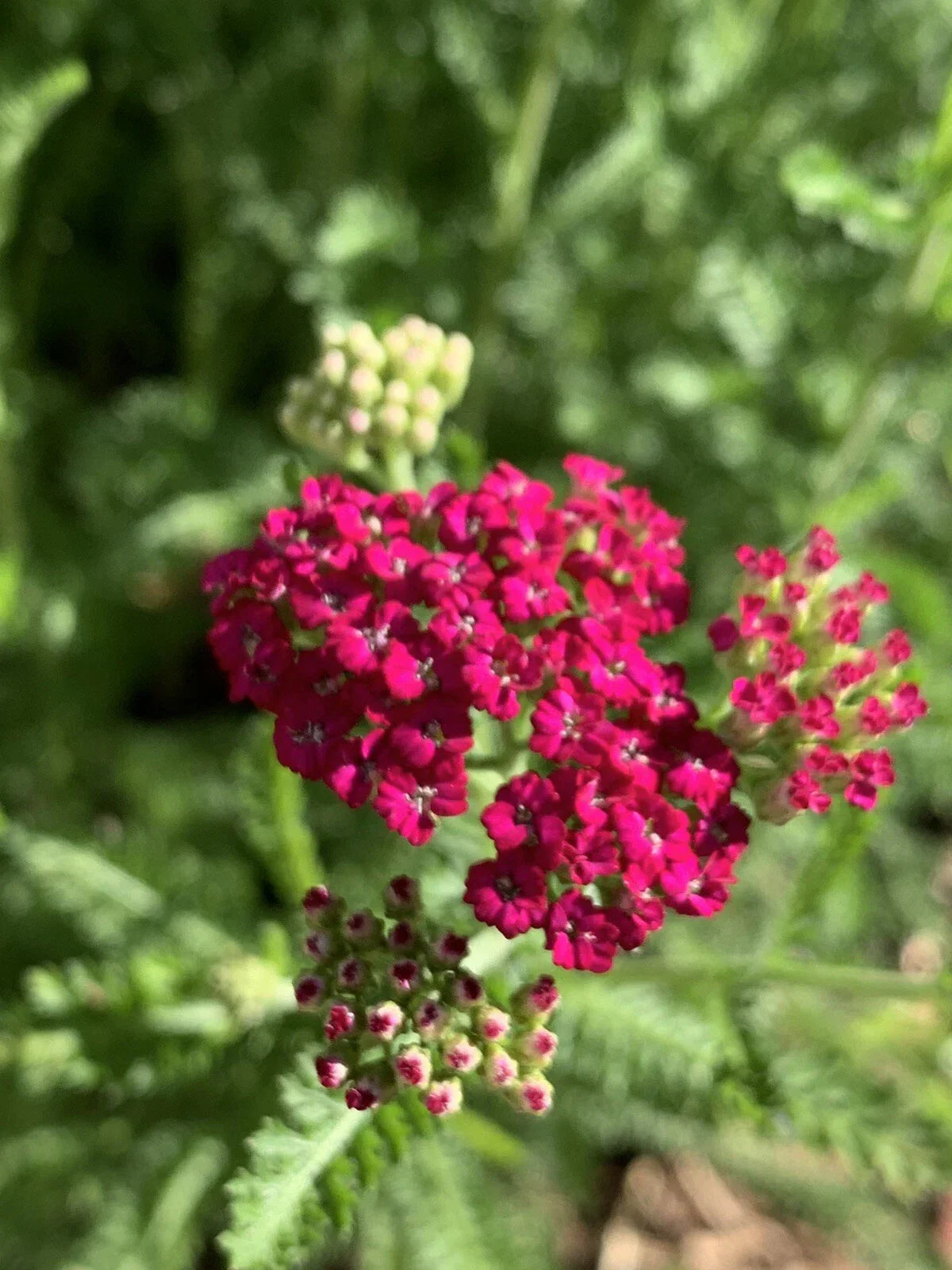 Yarrow Plant Bare Root Perennial - Pretty Pink Flowers Achillea Millefolium for Garden Borders & Pollinator Attracting