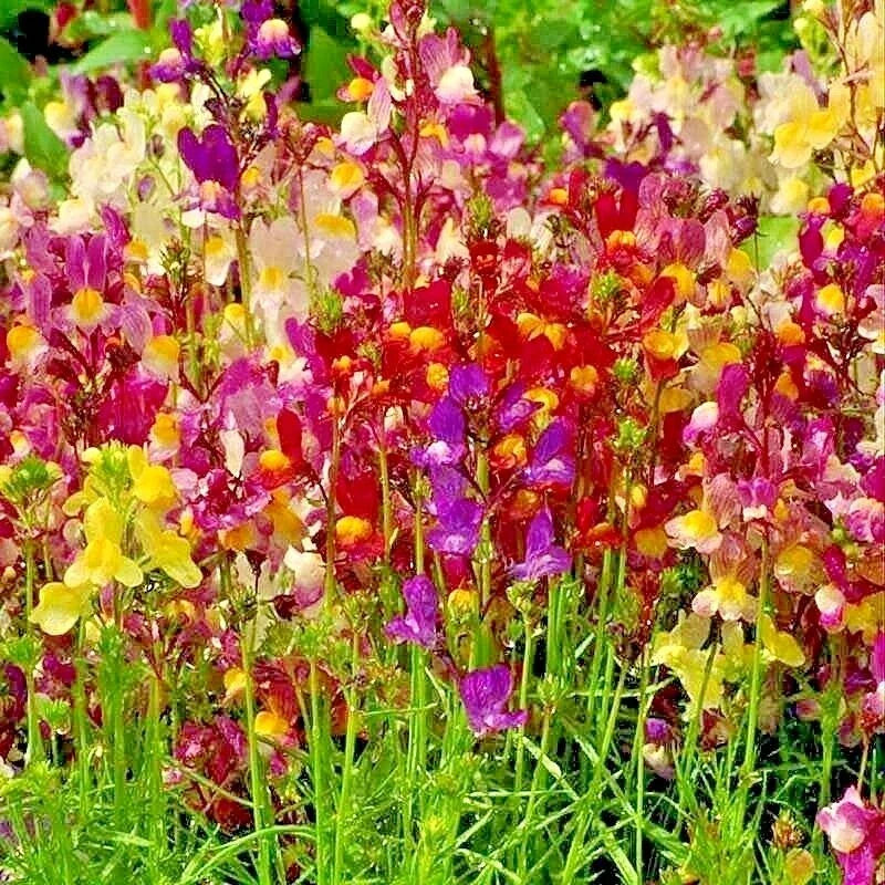 Dwarf Snapdragon Flower Seeds Mix - Antirrhinum majus var. nanum - Vibrant Wildflower Container Seeds for Garden, Borders & Pollinators