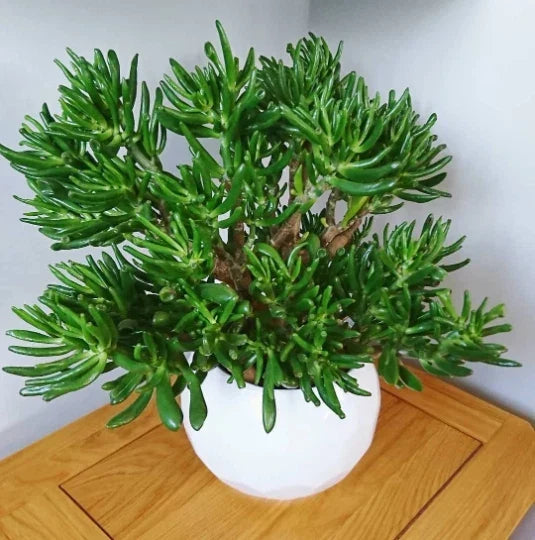 Skinny Fingers Jade Plant Cuttings or Rooted Plants – Crassula Ovata with Multiple Branches, Succulent, Drought-Tolerant, Indoor/Outdoor