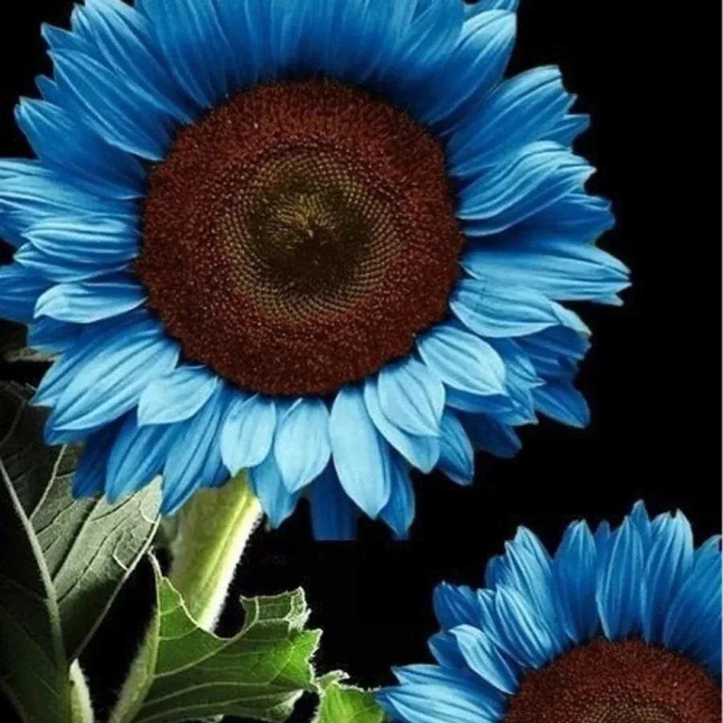 Blue Sunflower Seeds - Organic Helianthus annuus for Garden, Bonsai, Cut Flowers, 35 Seeds
