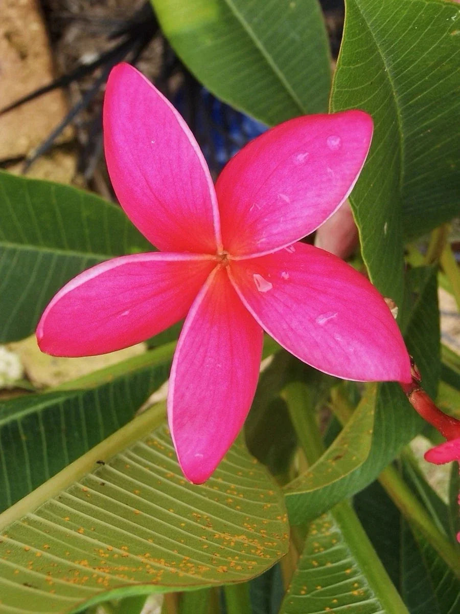 Fresh Pink Plumeria Cuttings 10-12 Inches | Frangipani Plant for Propagation & Gardening | Tropical Fragrant Flowers