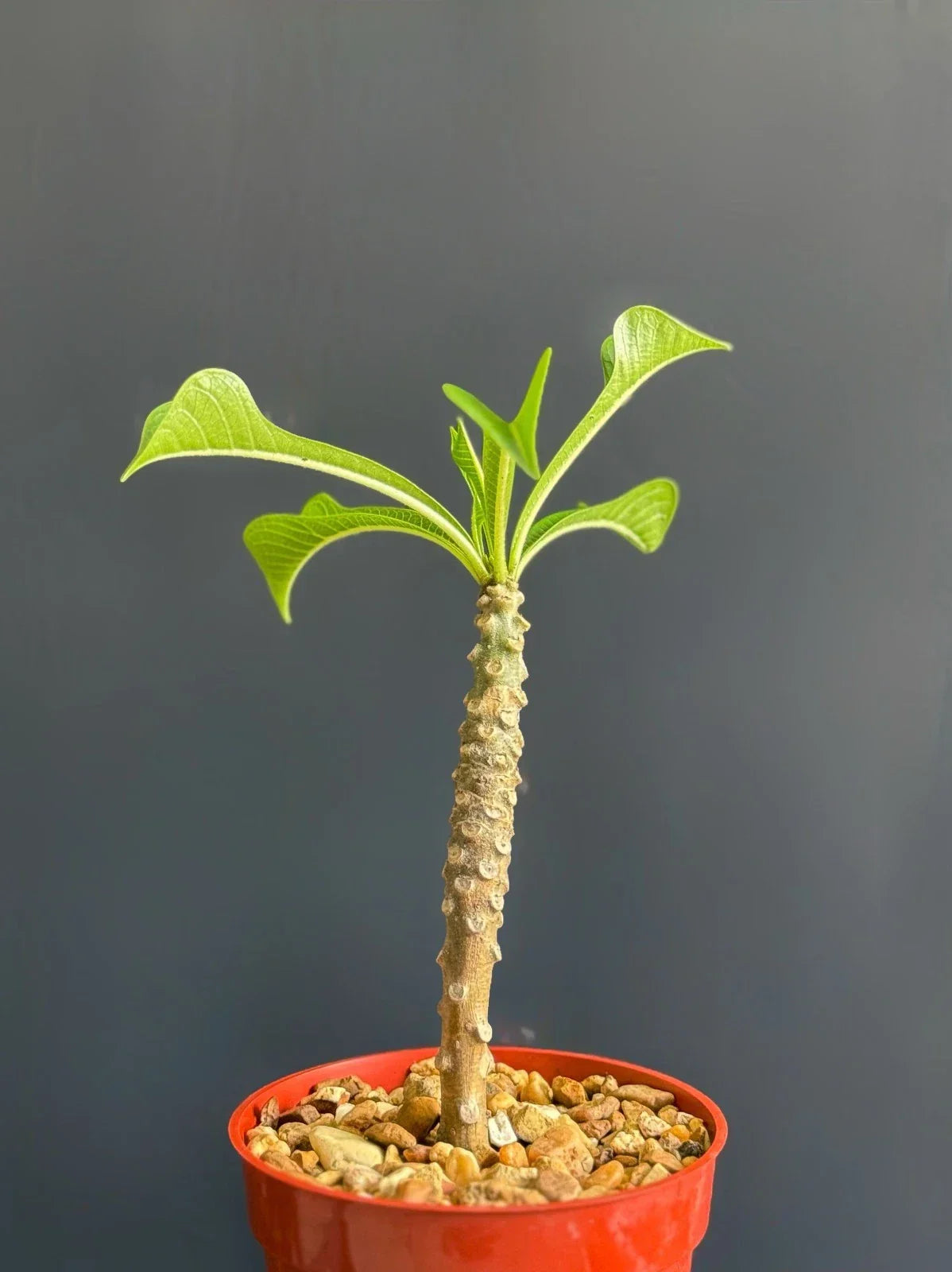 Plumeria Pudica Wedding Bouquet Plant 4-Inch Pot Tropical White Frangipani Flowering Specimen