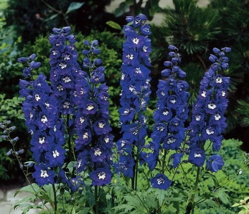 Delphinium Seeds - Magic Fountain Dark Blue Variety - Symmetrical Flowers - Delphinium elatum - Perennial Garden Plant