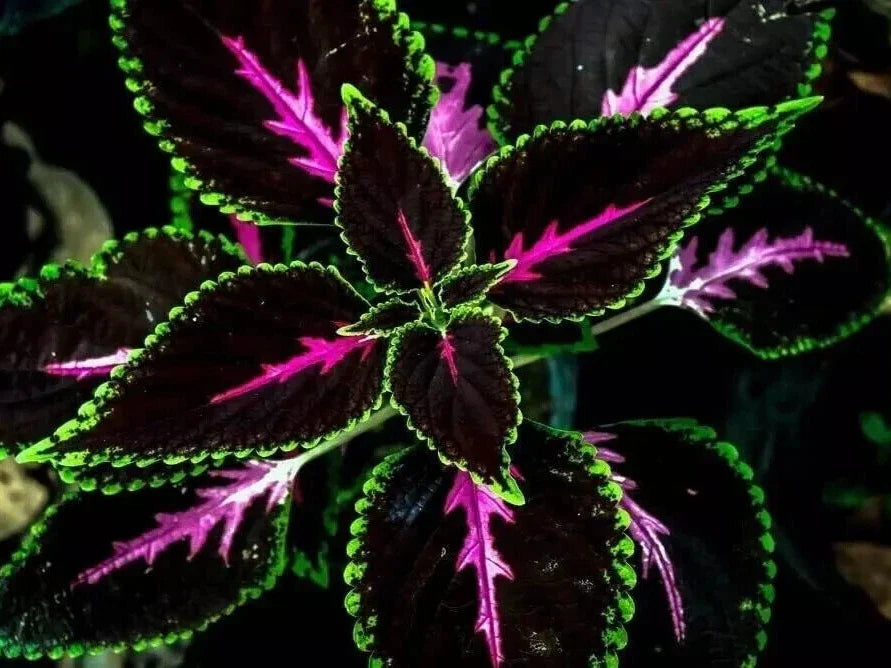 Purple Dragon Coleus Seeds - 25+ Pack for Garden, Container, Foliage Planting, Coleus blumei, Colorful Purple & Green Leaves