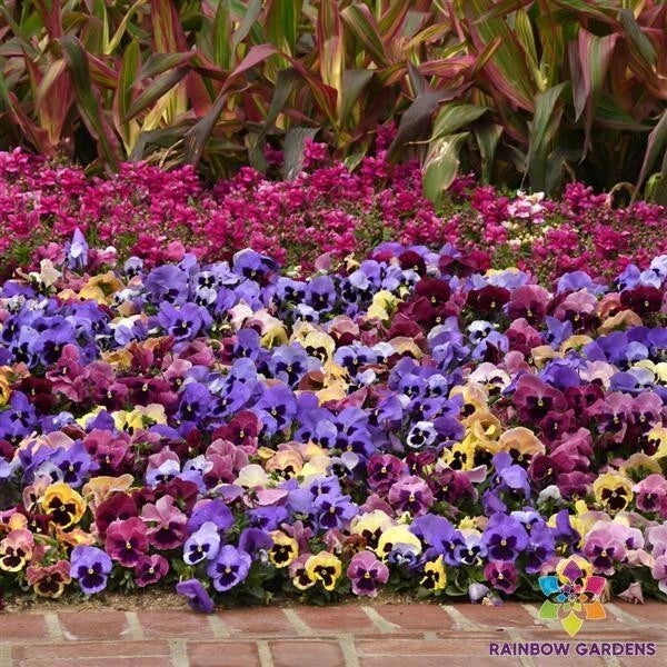 Matrix Coastal Sunrise Mix Pansy Seeds - Viola tricolor var. hortensis, Vibrant Garden Flowers, Annual, 200+ Seeds