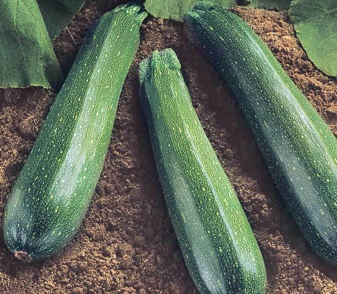 Spineless Beauty Zucchini Seeds - Cucurbita pepo, Easy-Grow, Bush Variety, Fresh Squash Seeds for Container Gardening