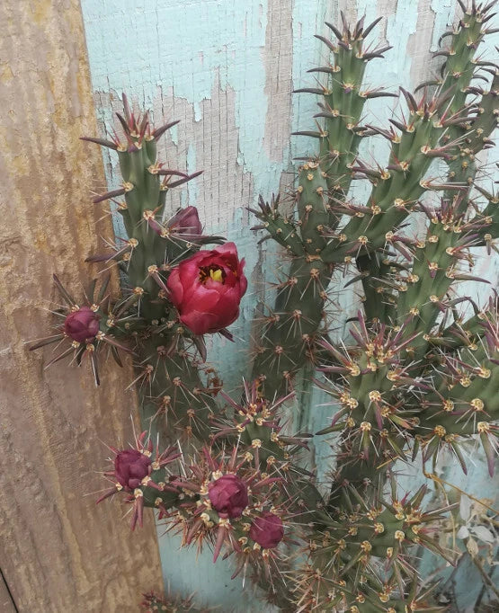 Cylindropuntia Cutting with Deep Red Flowers, Elongated Sections, Cylindropuntia versicolor, Cactus Plant for Garden or Indoor