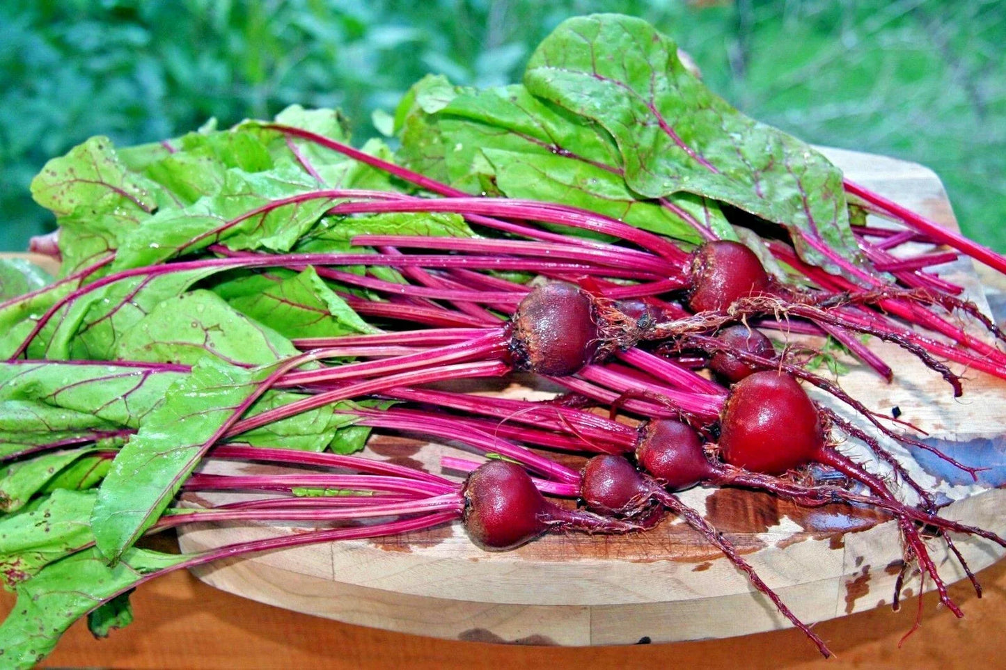 Early Wonder Beet Seeds - Heirloom Beta vulgaris for Vegetable Garden & Container Growing - 100+ Non-GMO Seeds