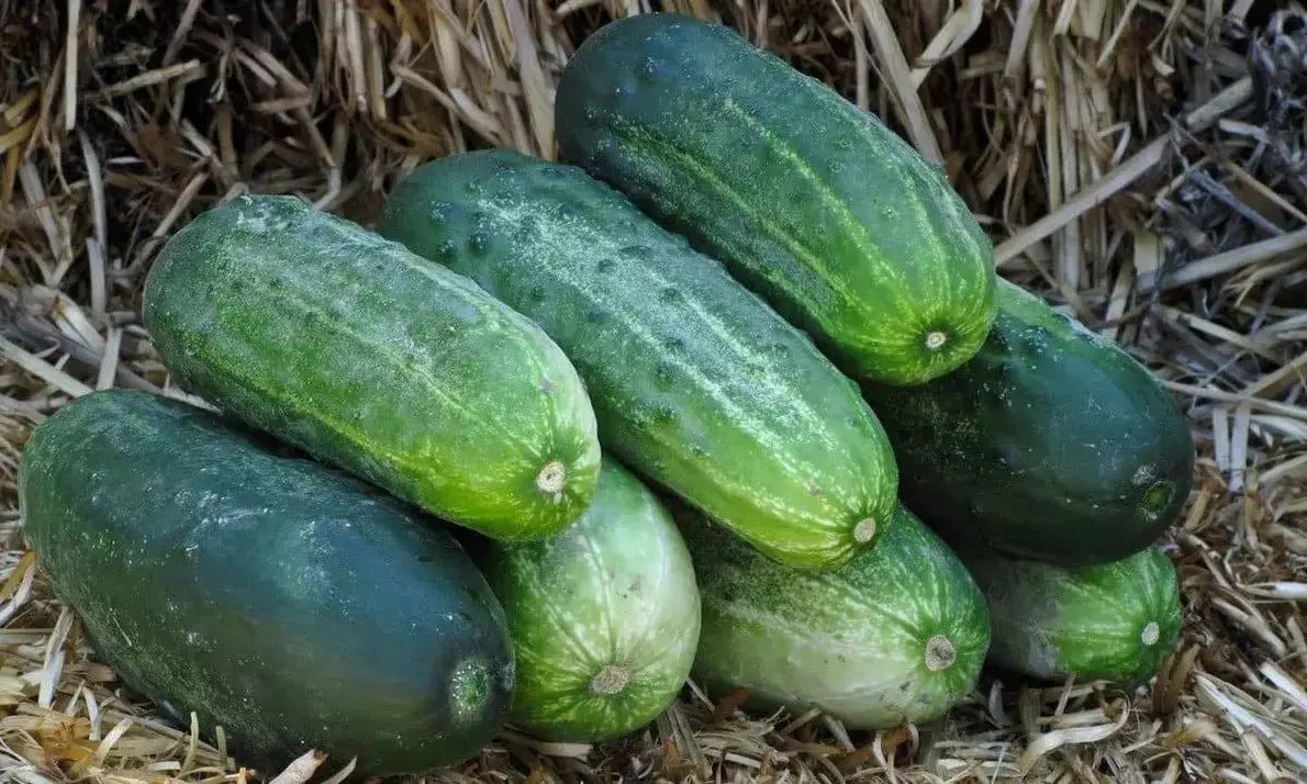 Spacemaster 80 Cucumber Seeds – Organic, Non-GMO, Heirloom, Compact Bush, Cucumis sativus, 25+ Seeds