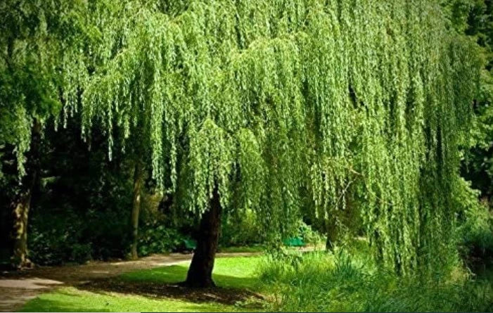 Dwarf Weeping Willow Tree Cutting Salix babylonica 'Crispa' for Landscaping, Garden Decor, and Water Features