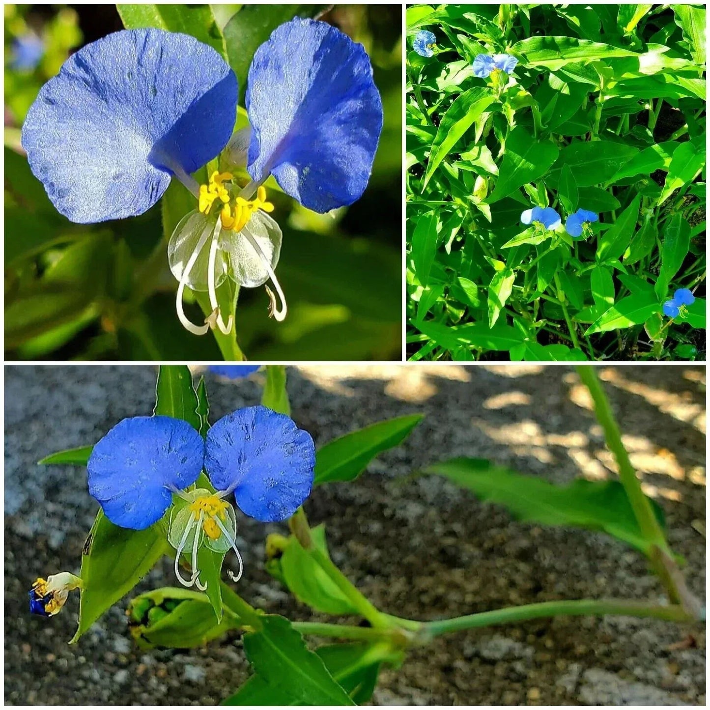 Spiderwort Day Lily Plants - 15 Fresh Cuttings Wandering Jew Blue Tradescantia zebrina Easy Care Indoor Outdoor