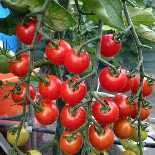 Supersweet 100 Tomato Seeds | F1 Hybrid, Non-GMO, Sweet Flavor, Small Round Cherry Tomatoes, Solanum lycopersicum, Pack of 25