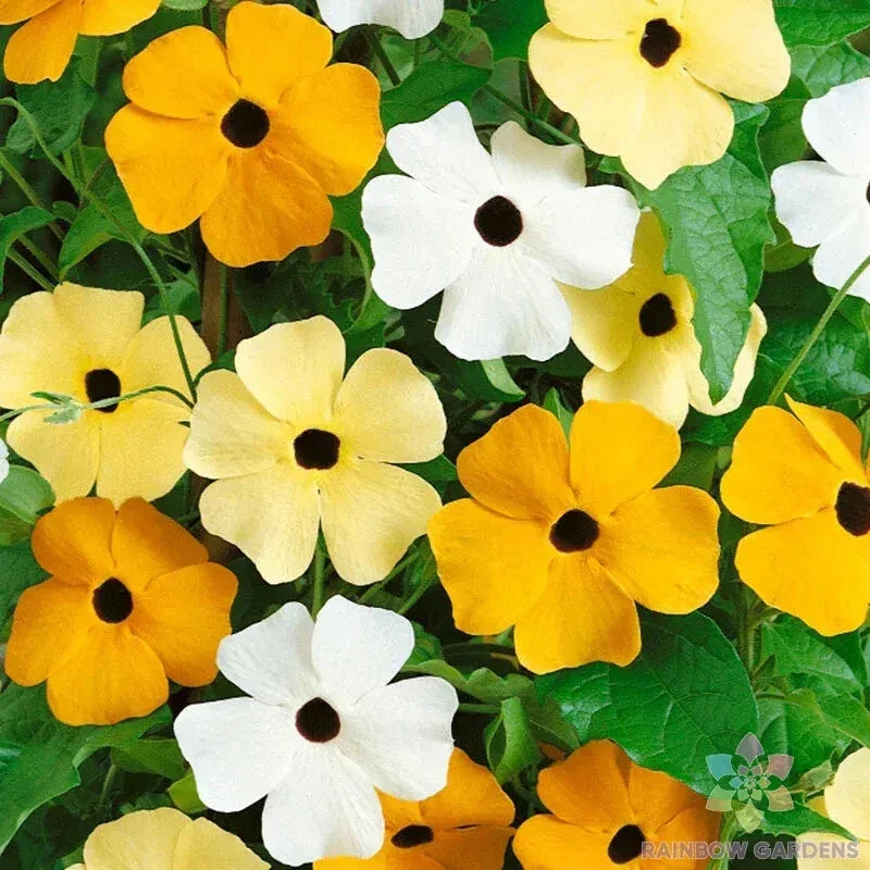 Vine Mix Rudbeckia Seeds - 200+ Pack for Garden Planting - Black-eyed Susan Rudbeckia hirta - Attracts Pollinators