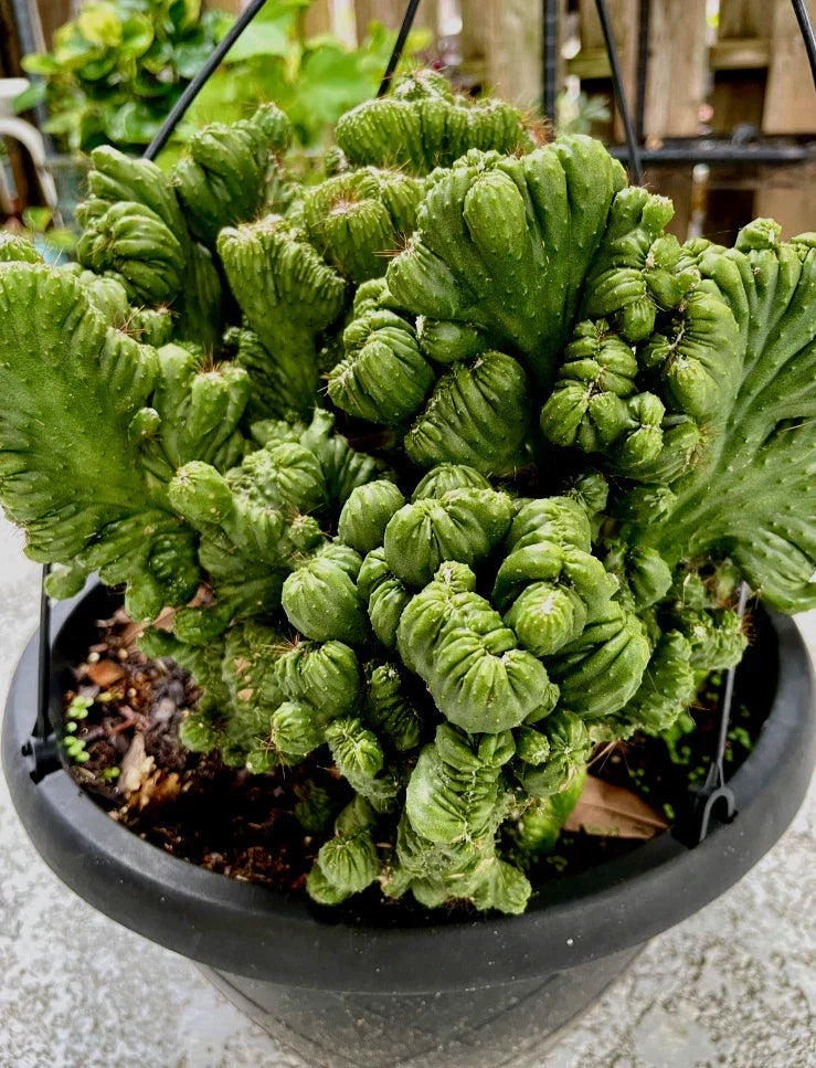 Rooted Cereus Peruvianus Repandus Monstrose Cactus Plant - Unique Twisted Succulent for Indoor & Outdoor Gardens