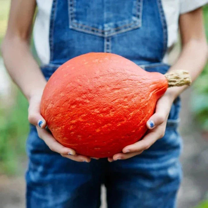 Baby Red Hubbard Squash Seeds - Organic Heirloom, Non-GMO, Cucurbita maxima, Orange Hokkaido, 20 Pack