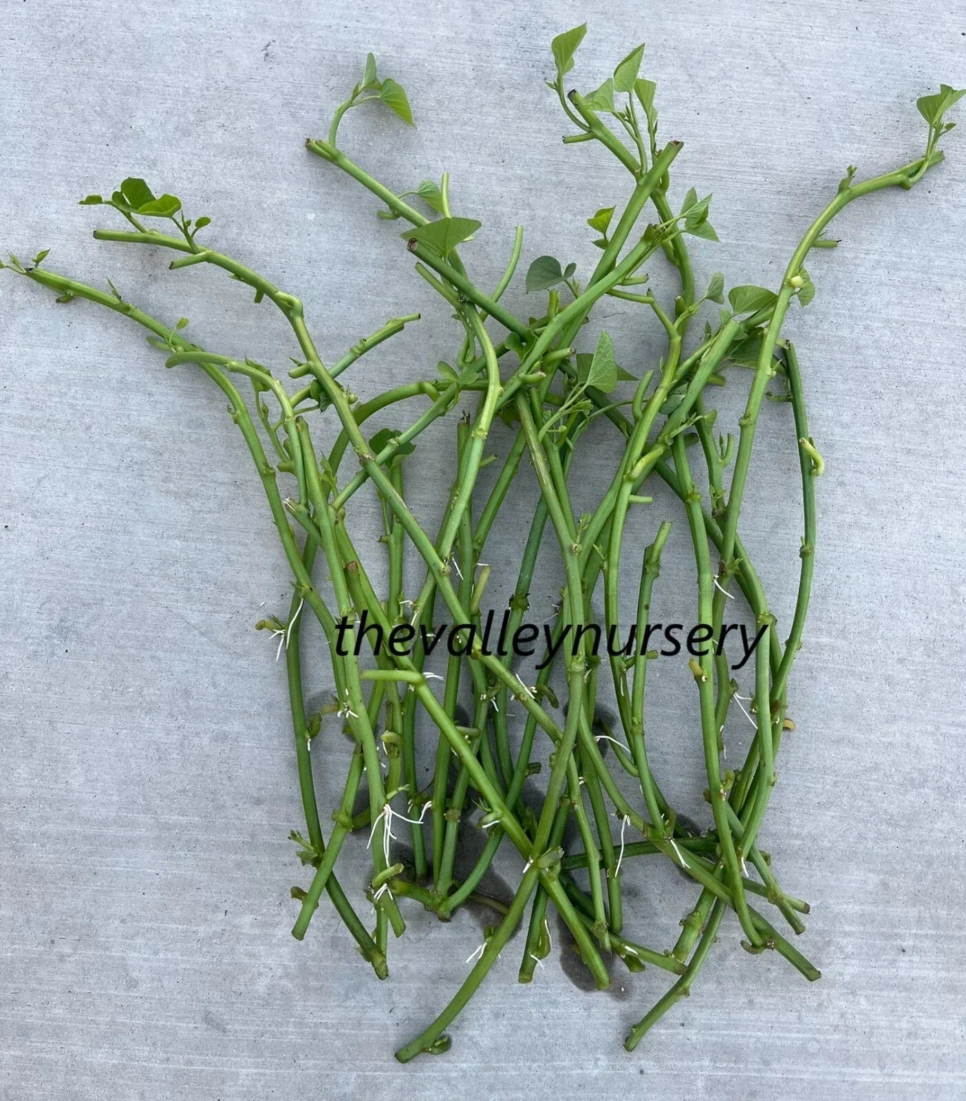 Sweet Potato Slips – 10 Organic Rooted Vines – Ipomoea batatas – Garden Plants for Home Growing and Harvesting