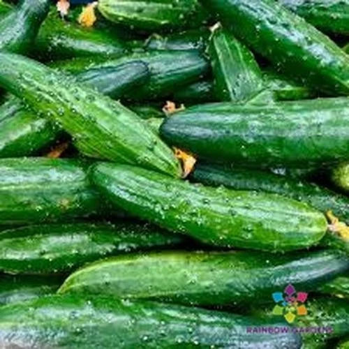 China Jade Cucumber Seeds - 25+ Pack, Organic, Non-GMO, Vining, Cucumis sativus, Home Garden, Salad & Pickling