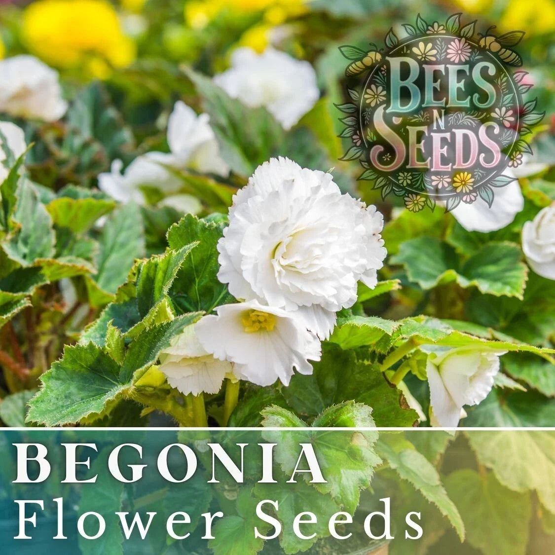Begonia Seeds - Alabaster Charisma - Non-GMO Flower Seeds for Garden & Indoor - Begonia x tuberhybrida