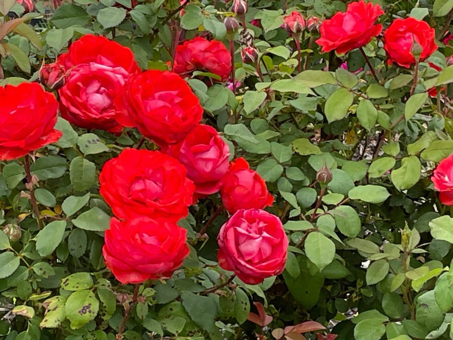 True Passion Rose Cuttings - Bright Fiery Blooms Rosa 'True Passion' for Garden & Floral Arrangements