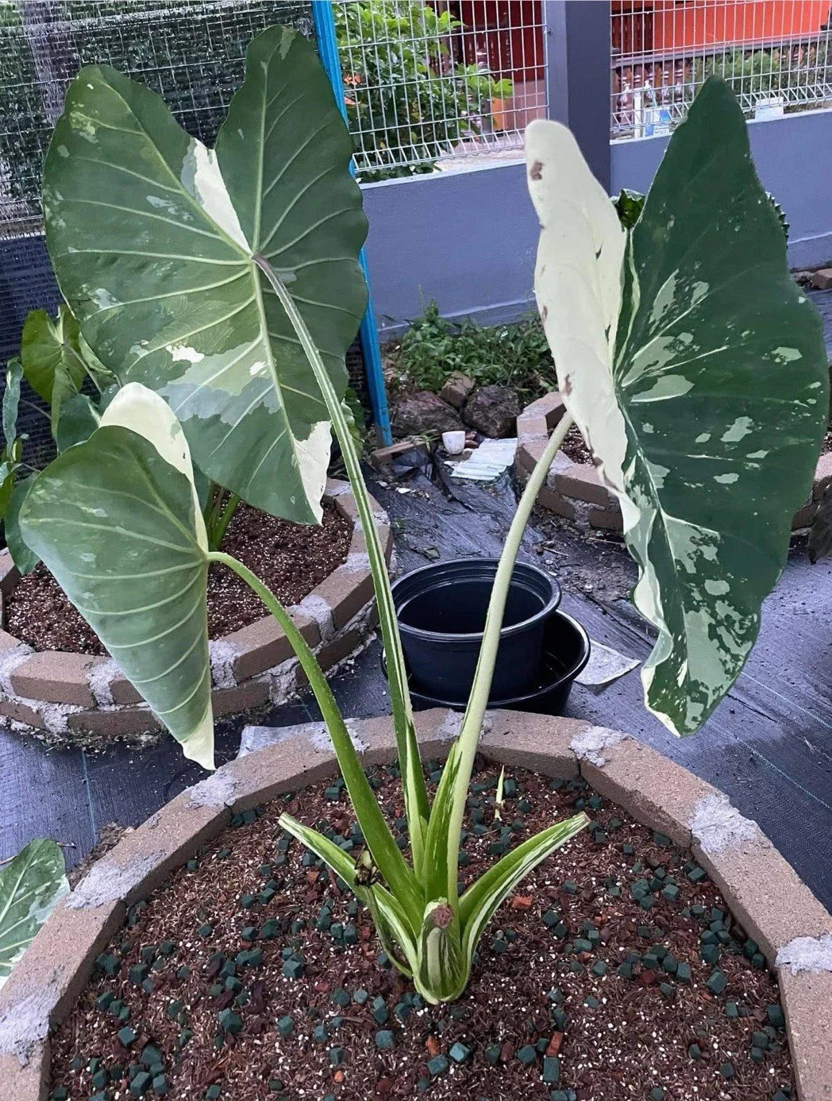 Elepaio Starter Plant - Small Rooted Colocasia esculenta Elephant Ear Tropical Foliage Plant