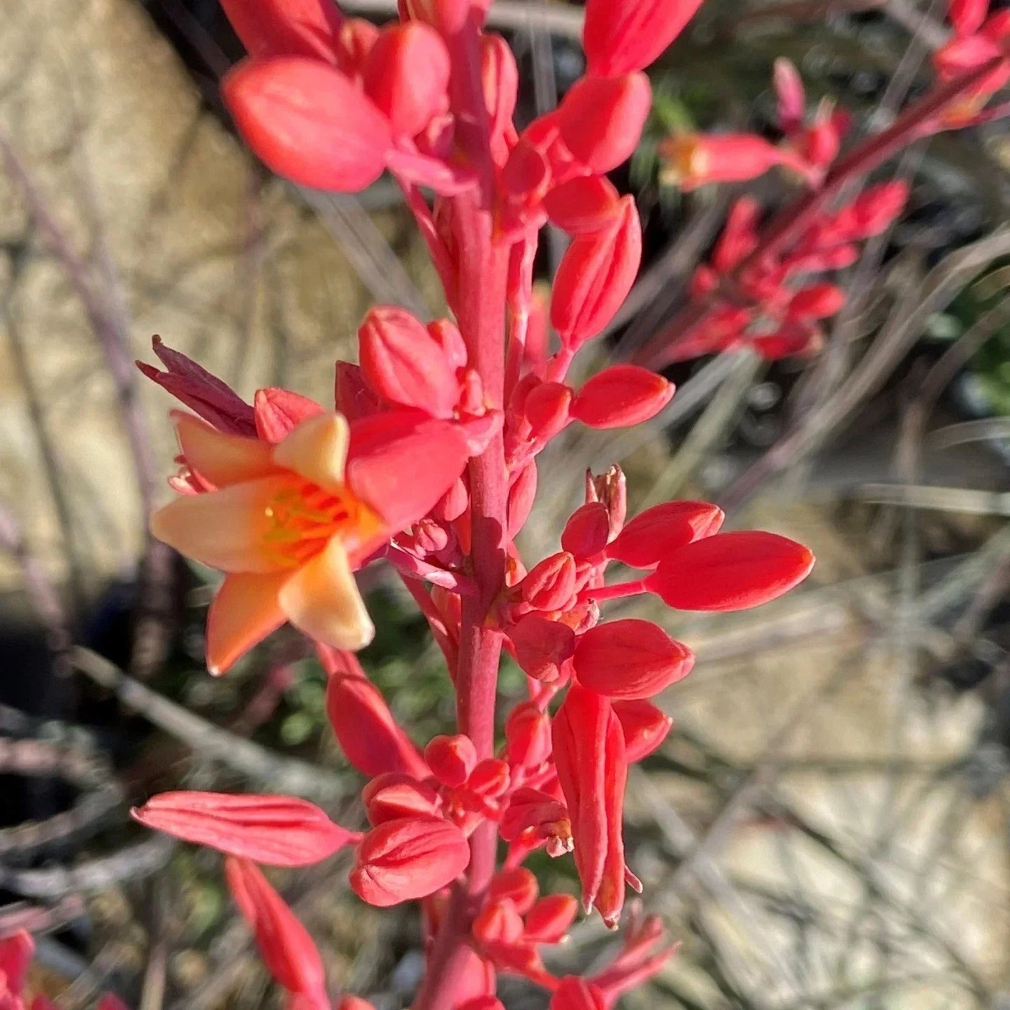 Red Yucca Live Starter Plants 2 Pack, Hesperaloe parviflora, Drought Tolerant, Low Maintenance, Outdoor Garden Perennials