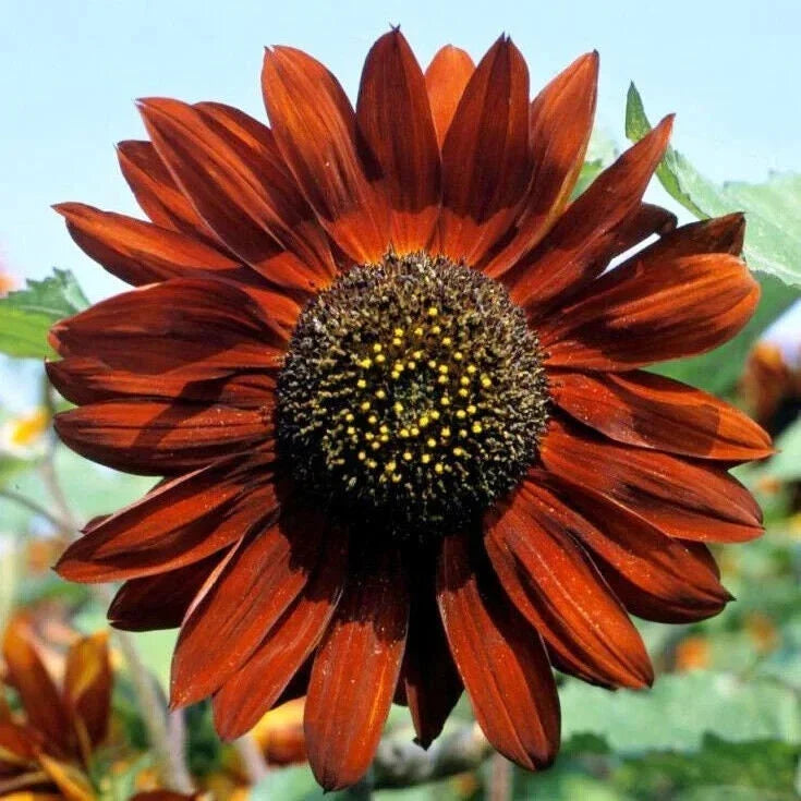 Velvet Queen Sunflower Seeds - Non-GMO Wildflower Seeds for Garden - Helianthus annuus - Vibrant Burgundy Blooms, Attracts Pollinators