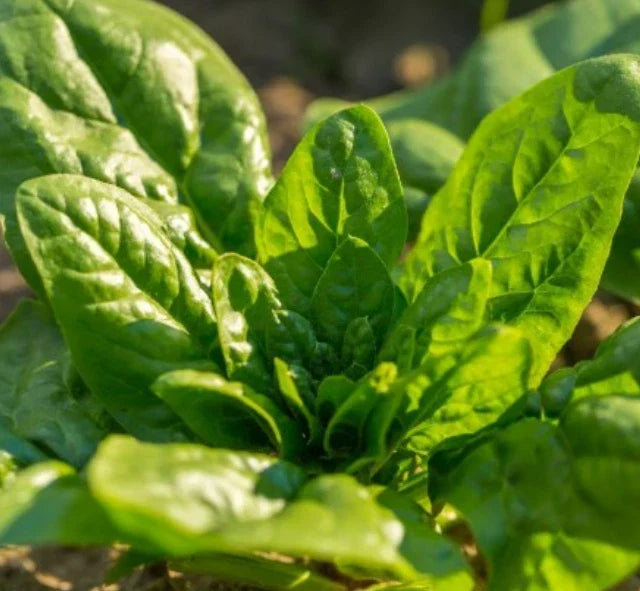 Spinach Seeds - Bloomsdale Long Standing - Non-GMO, Cool Weather, 200 Seeds, Spinacia oleracea