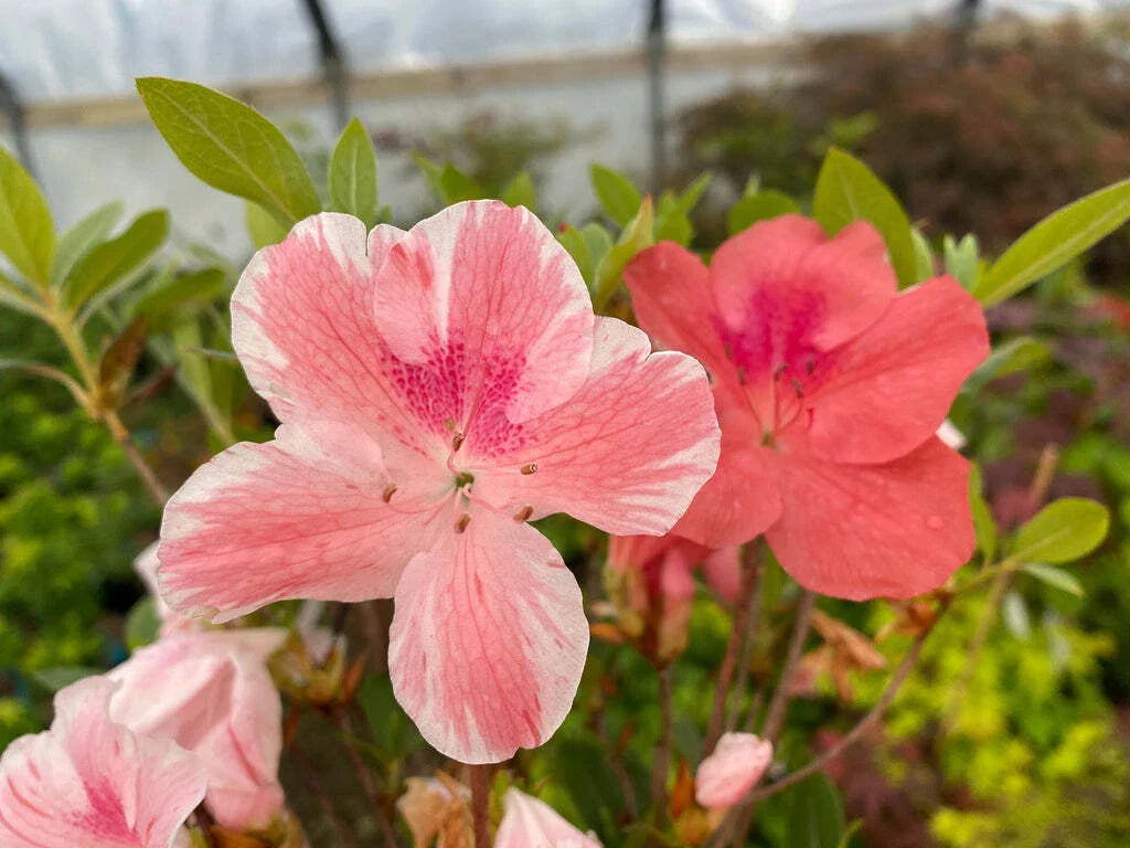 Cavendish Azalea Starter Plant 4-Inch Rhododendron with Multi-Color Peach and Pink Blooms, Garden Bed or Container Plant