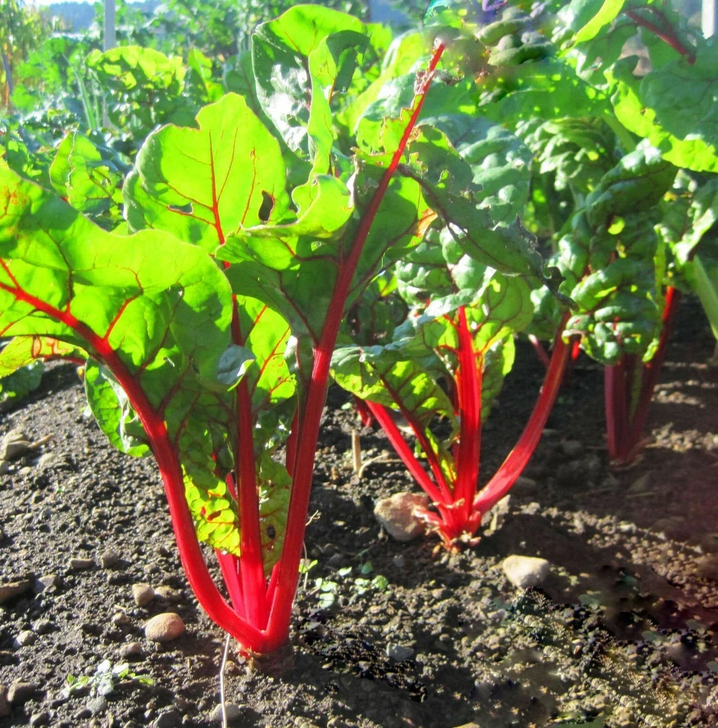 Ruby Red Swiss Chard Seeds 50 Ct Heirloom Non-GMO Beta vulgaris subsp. cicla Vegetable Garden