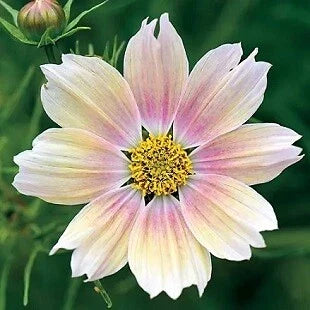 Cosmos Seeds - 1,000 Apricot Lemonade Cosmos bipinnatus Flower Seeds for Borders, Containers & Wildflower Gardens