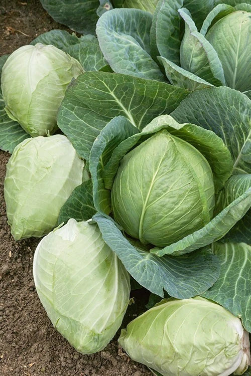 Cabbage Seeds - Charleston Wakefield Heirloom Non-GMO Brassica oleracea - 600+ Seeds for Home Garden, Spring & Fall Planting
