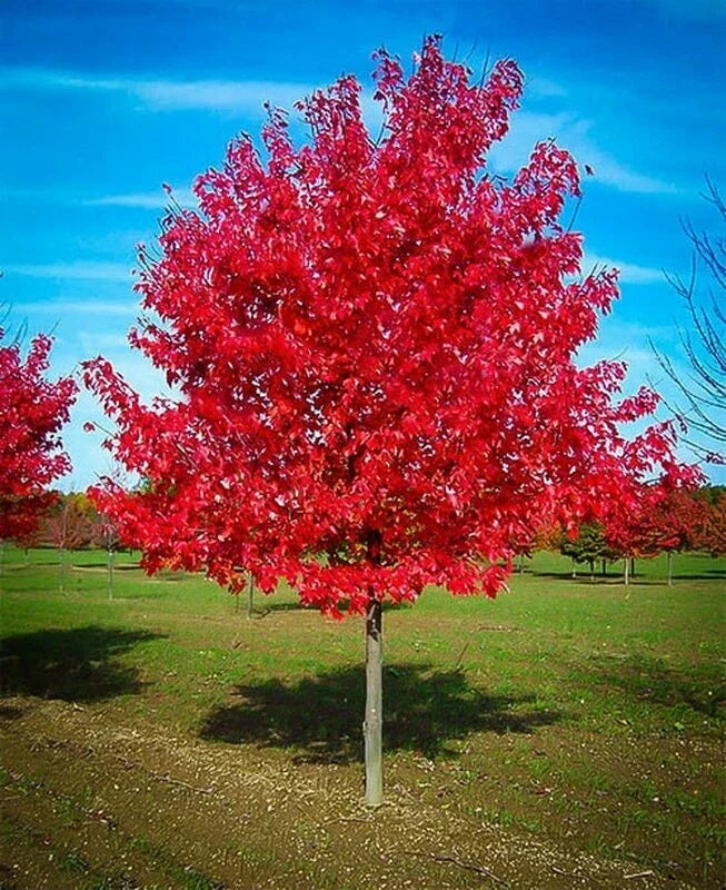 Red Maple Tree Live Plant 1-4 Years Old Acer rubrum Vibrant Fall Foliage Landscaping