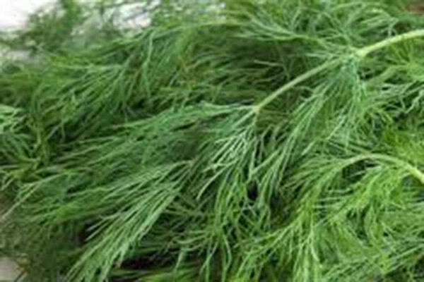 Dill Seeds - Heirloom Bouquet, Non-GMO, 50+ Seeds, Anethum graveolens, Culinary Herb for Garden or Container Planting