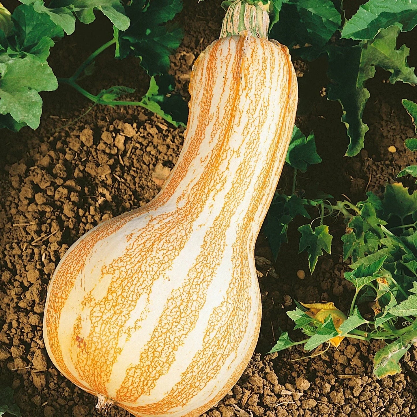Cushaw Pumpkin Squash Seeds Pack of 10-100 Non-GMO Heirloom Orange Striped Cucurbita argyrosperma