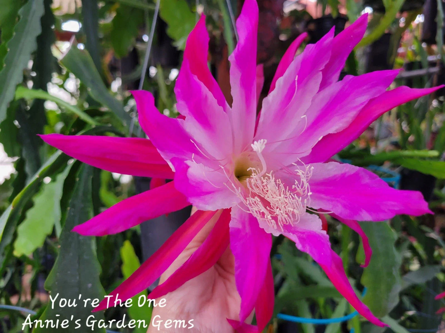 Epiphyllum Unrooted Cuttings – You're The One Variety, 8-10 Inches, for Propagation & Indoor Gardening, Easy Care, Vibrant Blooms