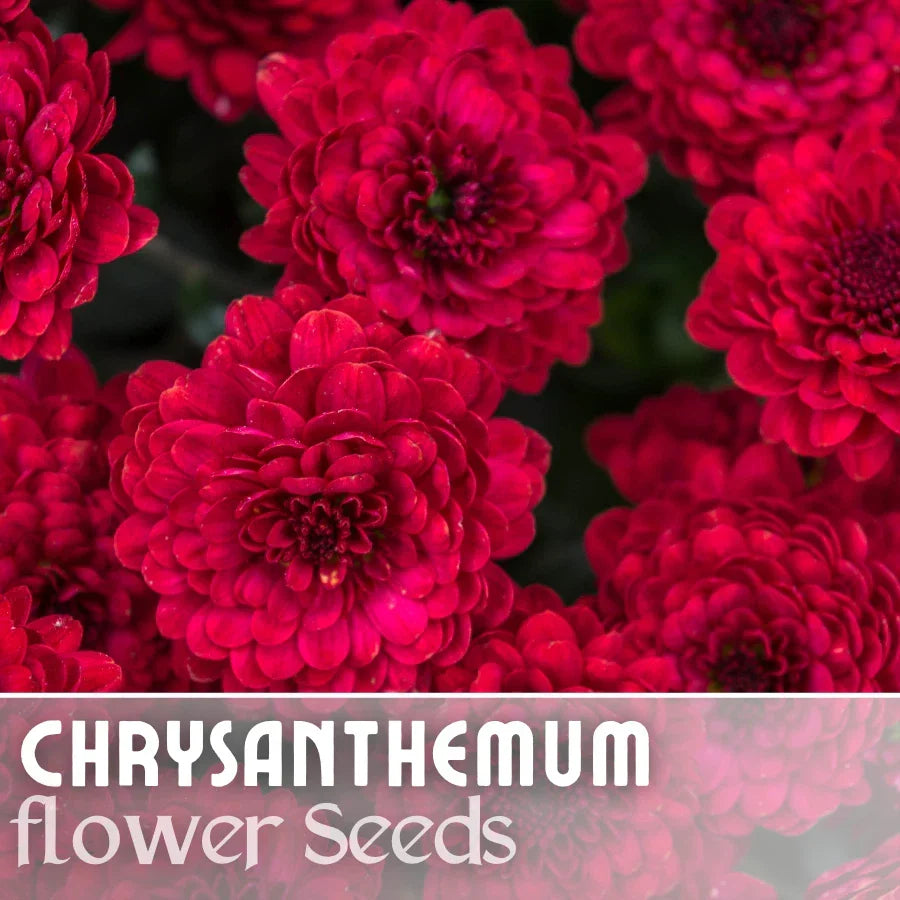 Chrysanthemum Seeds - Divine Charm Mum - 200+ Annual Flower Seeds for Gardens, Borders & Containers - Chrysanthemum morifolium Seed Packet