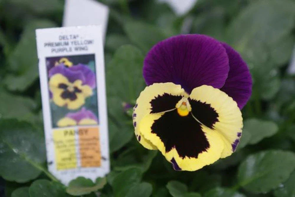 Pansy Seeds Pack of 50 - Delta Premium Yellow with Purple Wing - Viola × wittrockiana - Bright Flower Seeds for Garden Beds & Containers