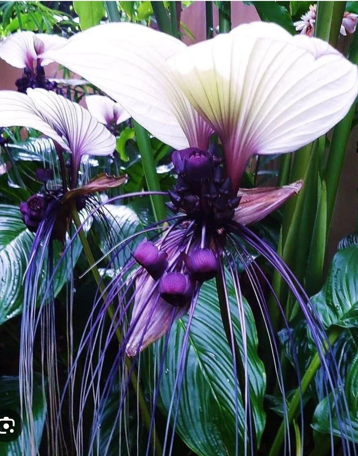 White Bat Flower Small Rooted Starter Plant - Tacca integrifolia, Black Lily, Unique Indoor/Outdoor Garden Plant