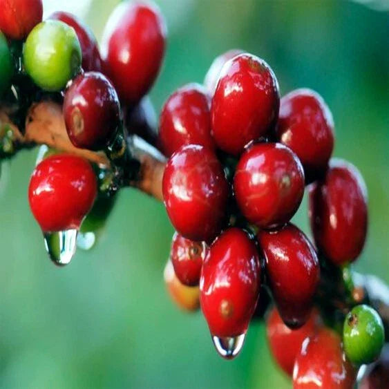 Coffea arabica Seeds – 20 Tropical Exotic Coffee Plant Seeds for Indoor Gardening – Rare Arabica Coffee Bean Seeds