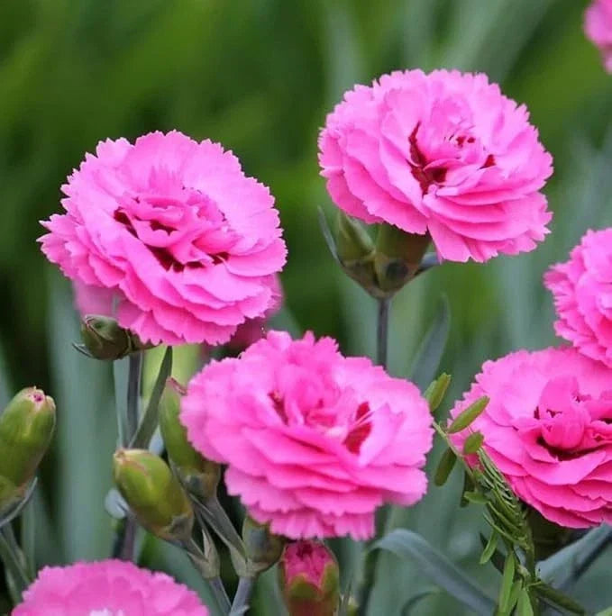 Dianthus Firefly Plug Plant - Well-Rooted Magenta-Red Perennial Garden Flower - Dianthus 'Firefly'