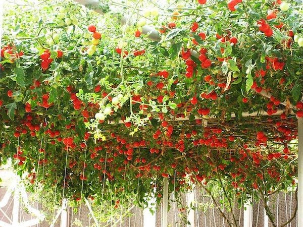 Tomato Seeds 35 Pack Italian Tree Vine Solanum lycopersicum Heirloom Garden Seeds for Home & Container Growing