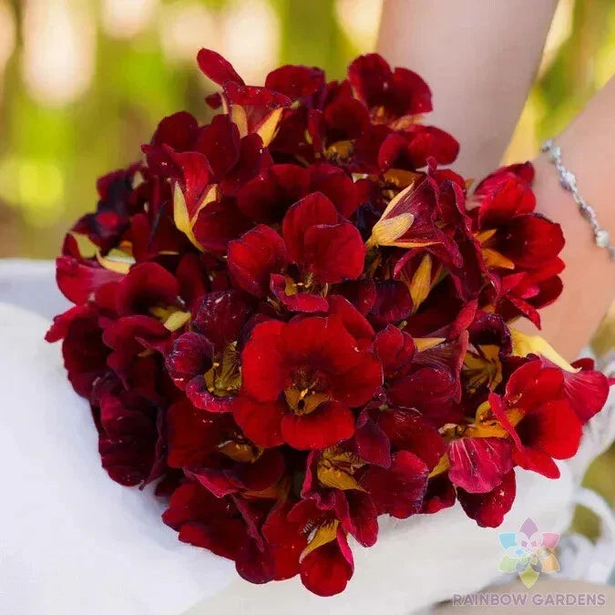 Dwarf Black Velvet Nasturtium Seeds - Edible Flower Pack of 50+ Tropaeolum majus for Containers & Gardens