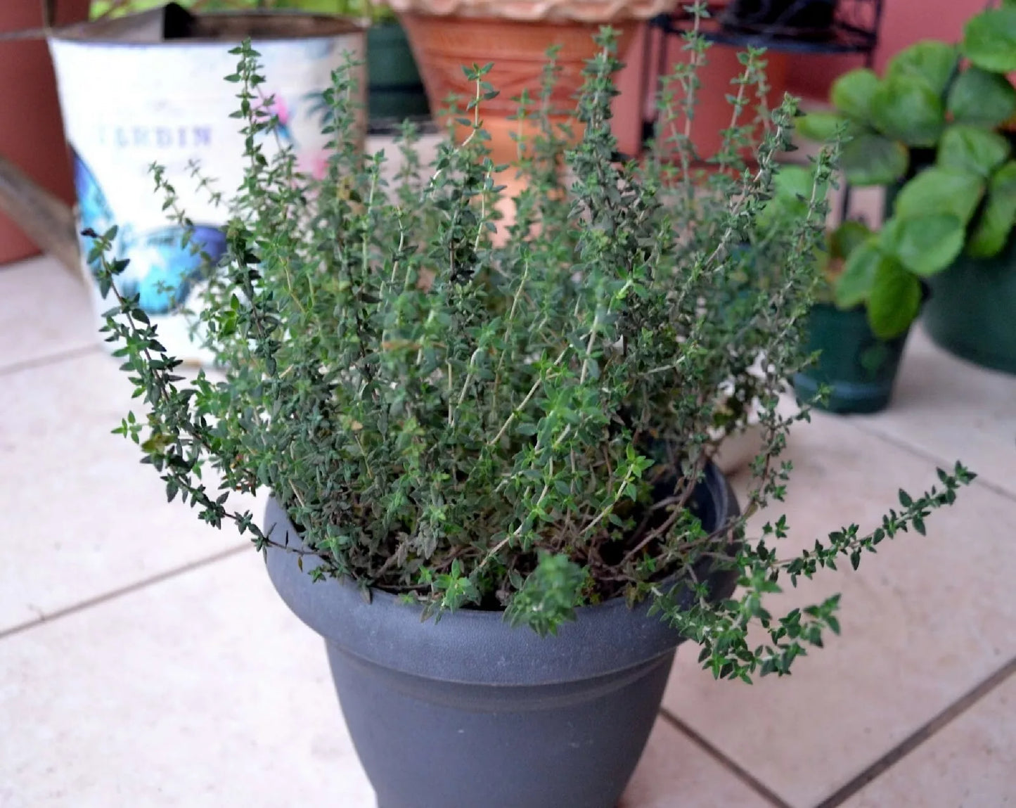 Common Thyme Herb Seeds - 300+ Fragrant Thymus Vulgaris Culinary Seeds for Gardening & Cooking