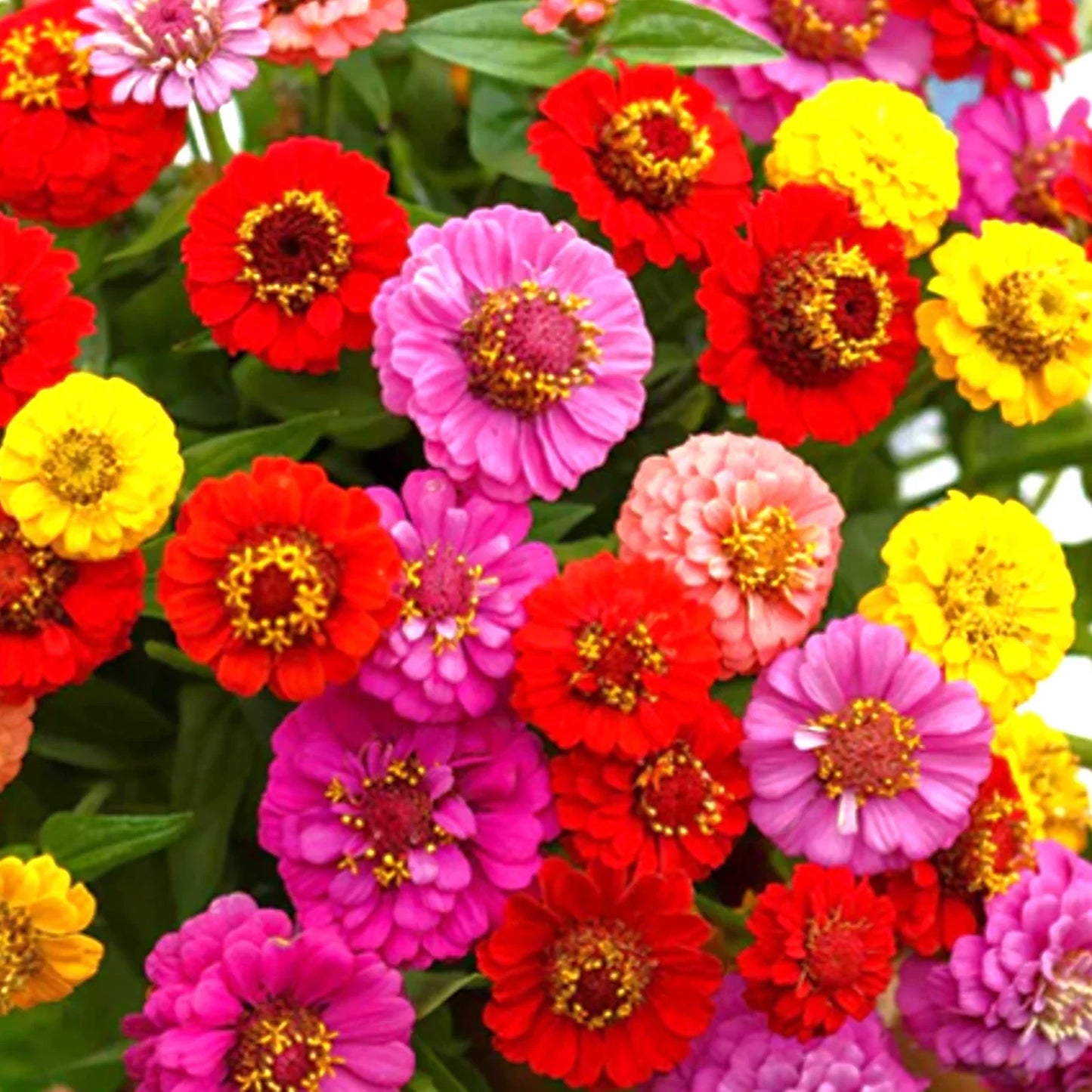 Zinnia Seeds - Lilliput Mix Pom Pom Dwarf Rainbow Flowers - Zinnia elegans, 100 Seeds, Full Sun, Container Garden