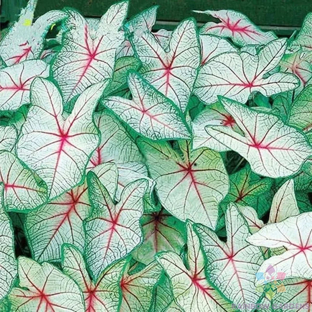 Coleus Seeds - 25+ Pack - Green White Red Varieties - Plectranthus scutellarioides - Ideal for Garden Planting