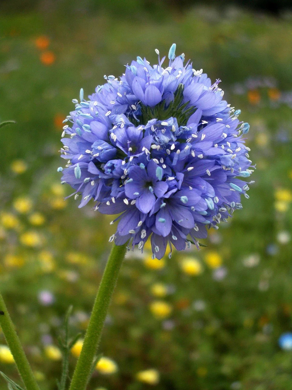 Globe Gilia Seeds - California Native Wildflower for Pollinators - Gilia capitata - Drought-Tolerant Annual Wildflower Seed Pack