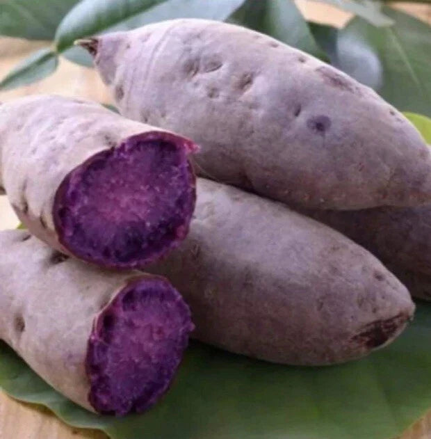 Purple Sweet Potato Slips - 10 Cuttings - Ipomoea batatas - Vibrant Purple Foliage, Easy to Grow, Garden, Culinary, Organic